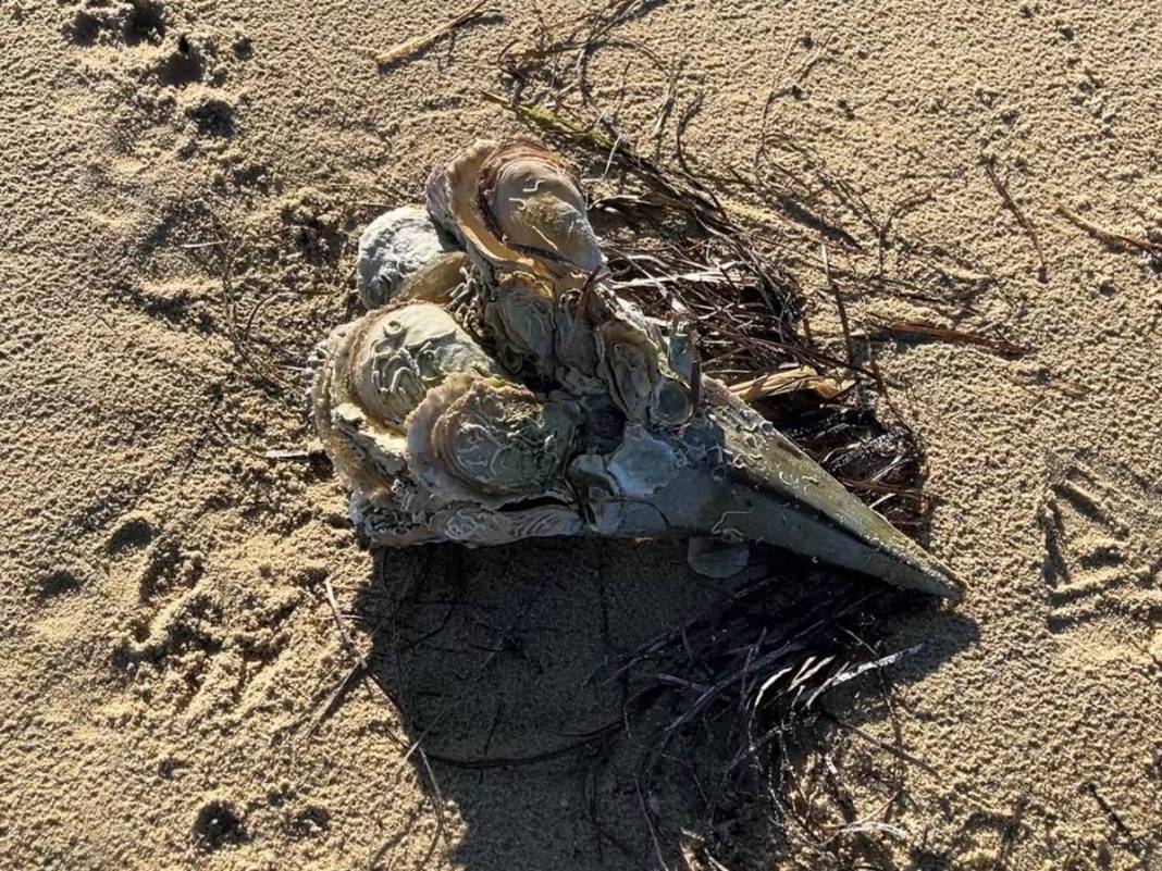 Marmara Denizi'nin son umuduydu: Cesetleri karaya vurdu! Uzmanlar endişeli, ekosistem tehlikede 4